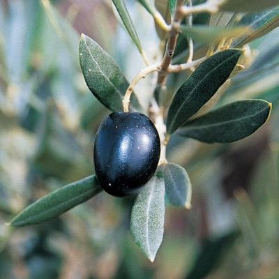 View full size image Photo of Arbequina Olive Potted Kit