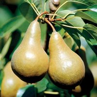 USA Pears - This is Bosco the Bosc, an heirloom pear varietal