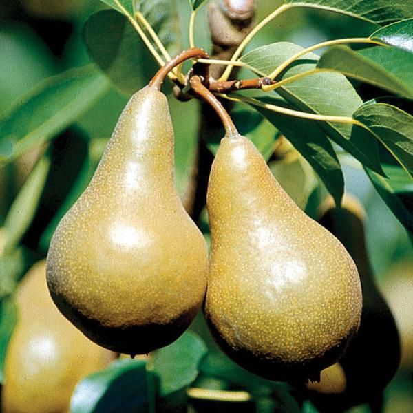 Bosc Pear - The FruitGuys