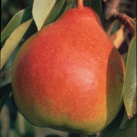 Golden Russet Bosc Pear Tree