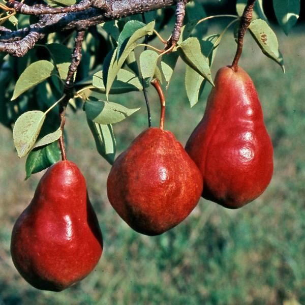 Red/Red Sensation Bartlett Pears, Pears