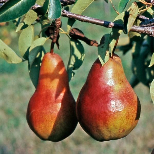 Red Bartlett Pear Tree - One Green World