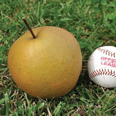 View full size image Photo of Starking® Hardy Giant™ Asian Pear Tree