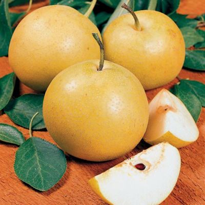 View full size image Photo of Starking® Hardy Giant™ Asian Pear Tree