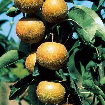View full size image Photo of Starking® Hardy Giant™ Asian Pear Tree
