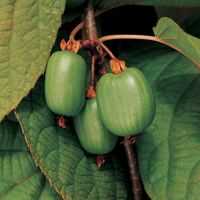 Fertilizer For Kiwi Vines - Learn About Fertilizing Kiwi Plants