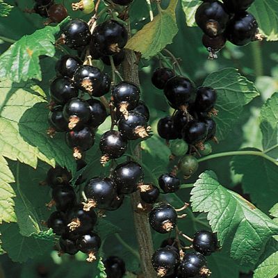 Photo of Black Consort Currant Plant