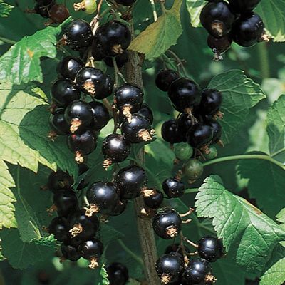 View full size image Photo of Black Consort Currant Plant