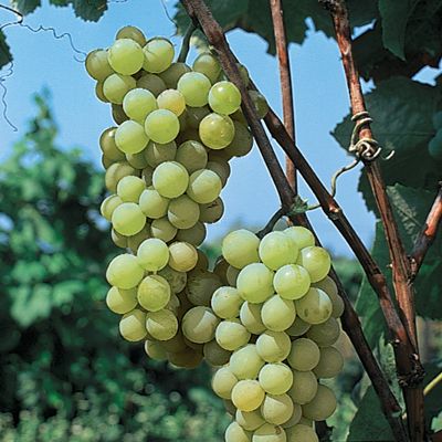 View full size image Photo of Golden Muscat Grape Vine