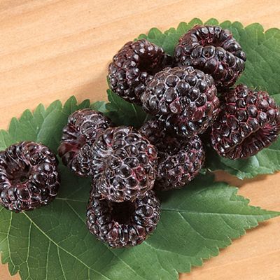 View full size image Photo of Allen Black Raspberry Plant