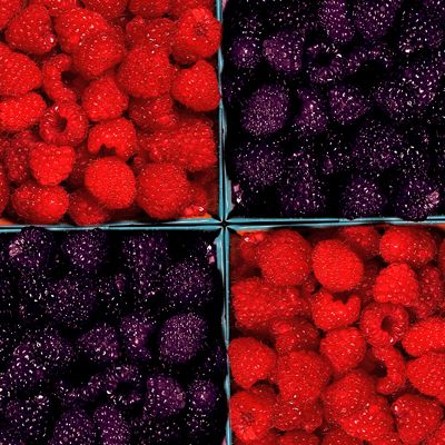 View full size image Photo of Family Raspberry Patch Collection