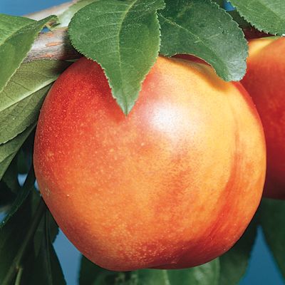 View full size image Photo of Mericrest Nectarine Tree