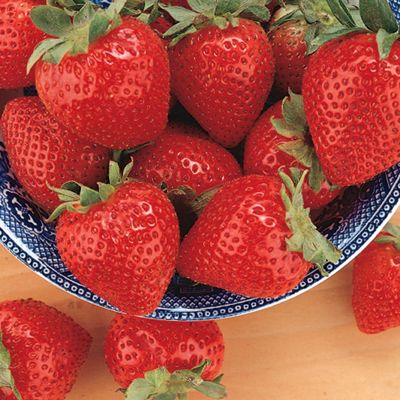 View full size image Photo of Tristar Strawberry Plant