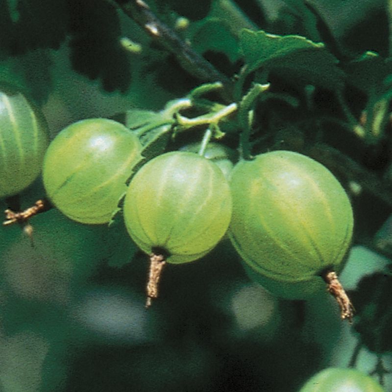 Pixwell Gooseberry - Gooseberry Plants - Stark Bro's