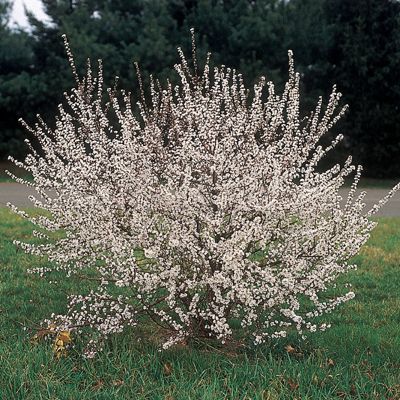 View full size image Photo of Hansen's Bush Cherry Tree