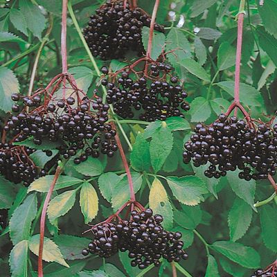 View full size image Photo of Johns Elderberry Plant