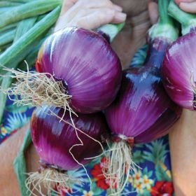 Photo of Red Zeppelin Onion Plant