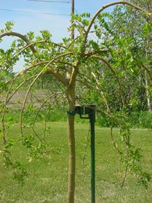 View full size image Photo of Tree Stake