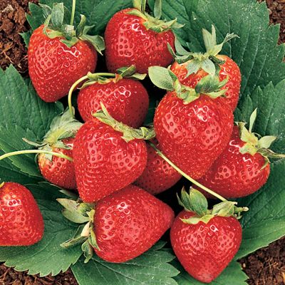 View full size image Photo of Double Play Strawberry Plant Collection