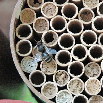 View full size image Photo of Mason Bee Nests