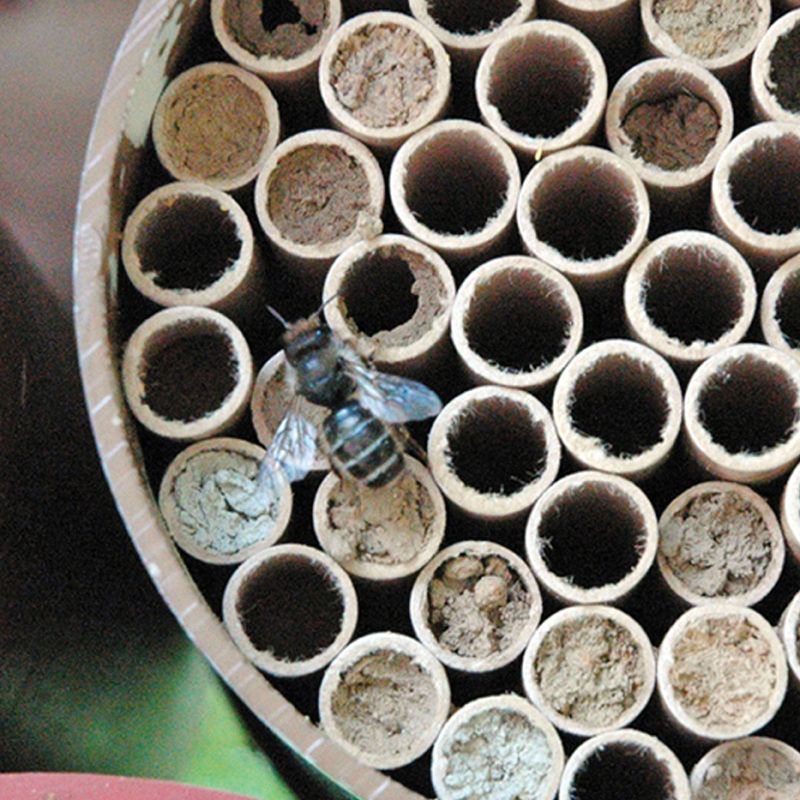 Spring Total Accessories Package for Mason Bees