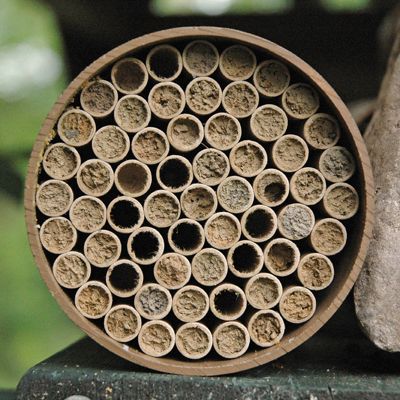 View full size image Photo of Mason Bee Nests