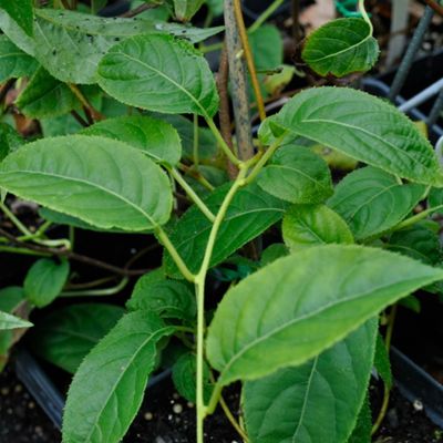View full size image Photo of Hardy Kiwi Pollinator Vine