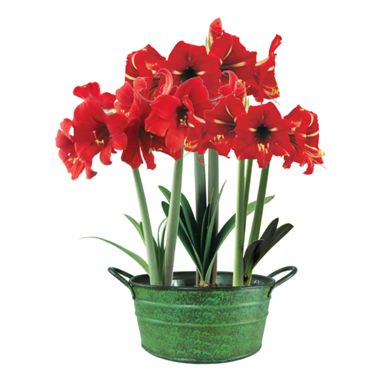 Photo of Three Mini Red Amaryllis Bulbs