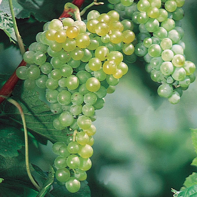 Interlaken Seedless Green Table Grape Vine buy online plants and