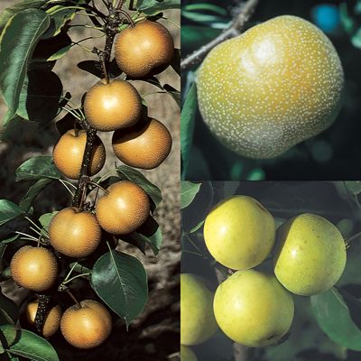 View full size image Photo of 3-on-1 Asian Pear Tree