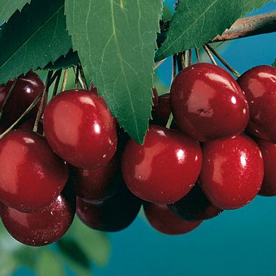View full size image Photo of Black Tartarian Sweet Cherry Tree