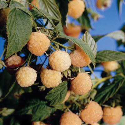 View full size image Photo of Fallgold Raspberry Plant