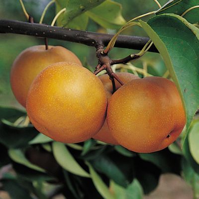 View full size image Photo of Large Korean Pear Tree