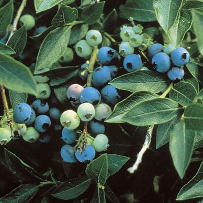 View full size image Photo of Northsky Blueberry Plant