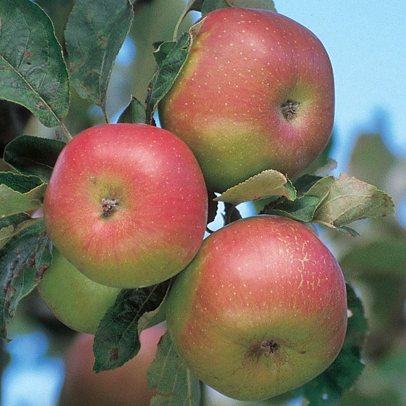 Pink Lady® Apple Tree - Stark Bro's