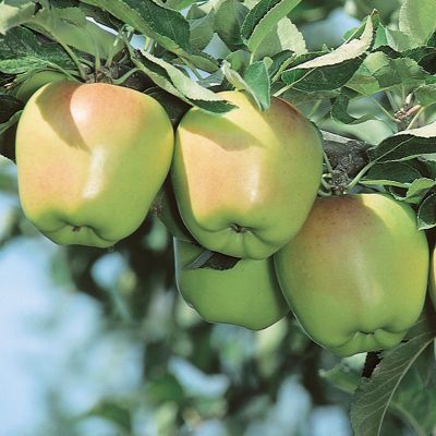 View full size image Photo of Criterion Apple Tree