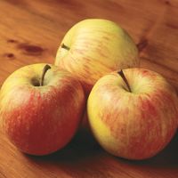Red Astrachan Apple – Trees of Antiquity