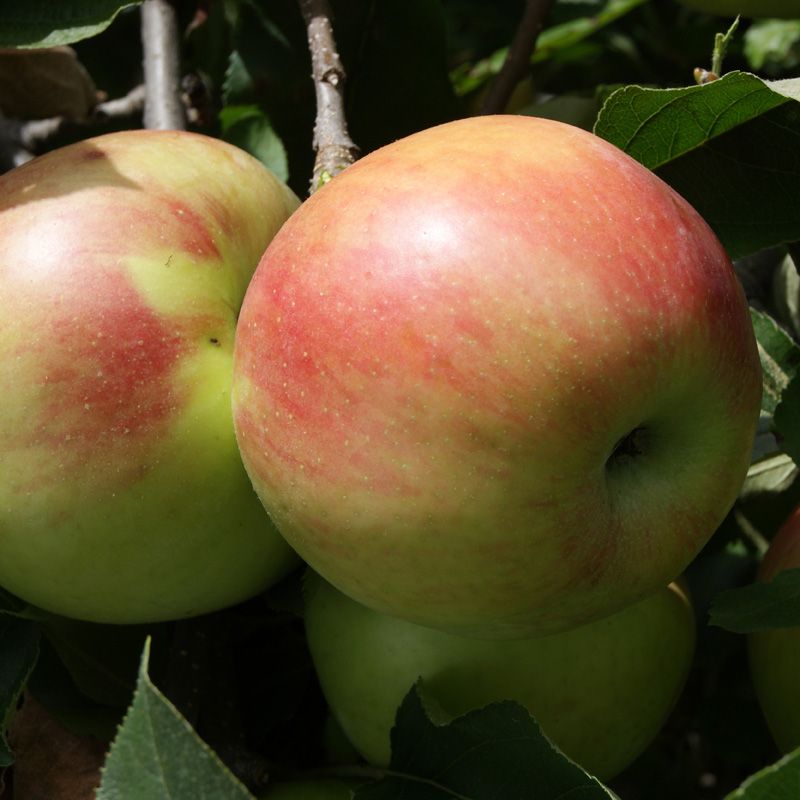 Granny Smith Apple Tree from Stark Bro’s