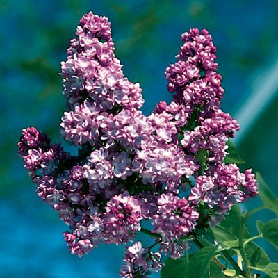 View full size image Photo of Belle de Nancy Pink Lilac