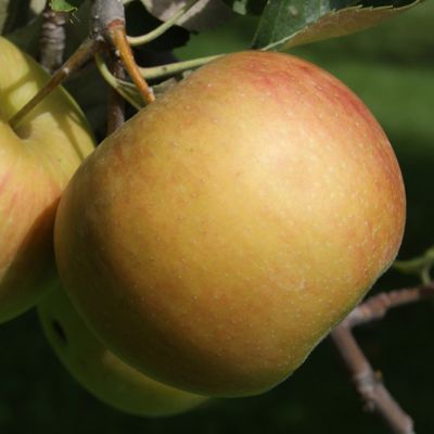 View full size image Photo of Spitzenburg Apple Tree