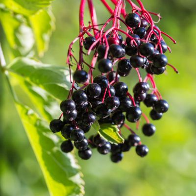 View full size image Photo of Adams Elderberry Plant