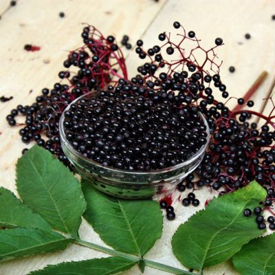 View full size image Photo of Elderberry Plant Collection