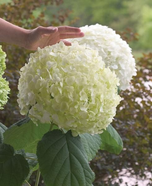 Incrediball® Reblooming Hydrangea - Stark Bro’s