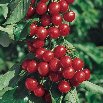 View full size image Photo of Starkrimson® Sweet Cherry Tree