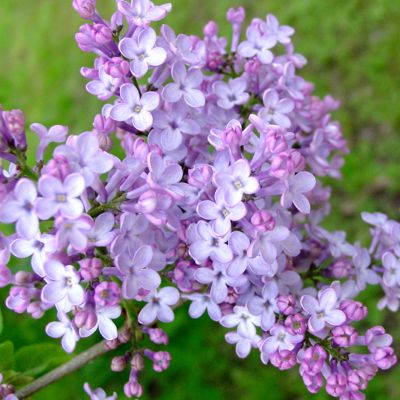 View full size image Photo of Fragrant Purple Lilac