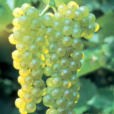 View full size image Photo of Lakemont Seedless Grape Vine