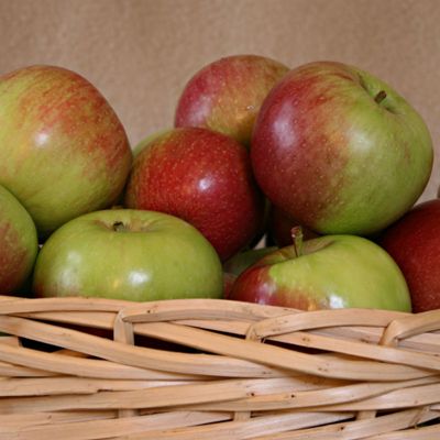 View full size image Photo of Wealthy Apple Tree