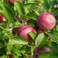 Starkspur® Red Delicious Apple Tree