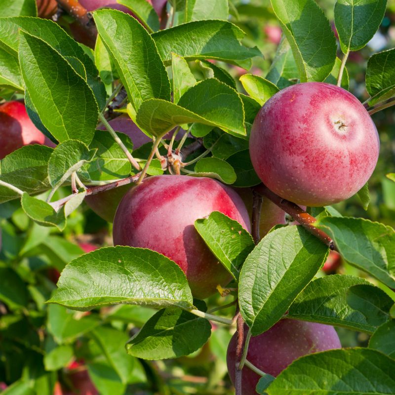 McIntosh Apples (2 lbs.) – Isidore Foods