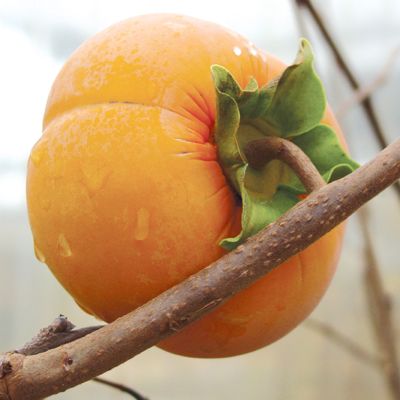 View full size image Photo of Fuyu Asian Persimmon Tree